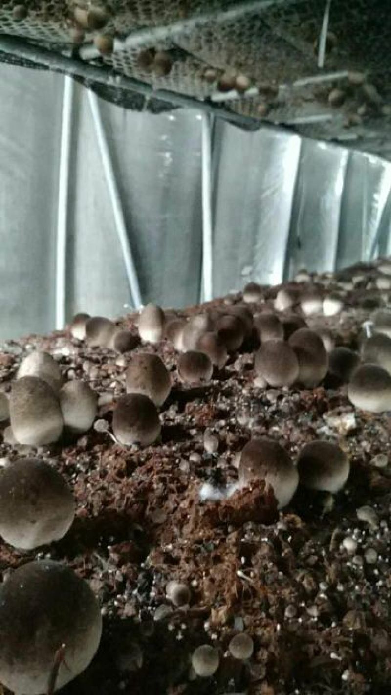 鲜草菇92%特级