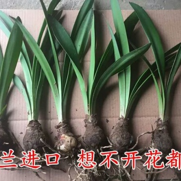 荷兰进口重瓣朱顶红种球超大花球室内外盆栽花卉四季开花植物