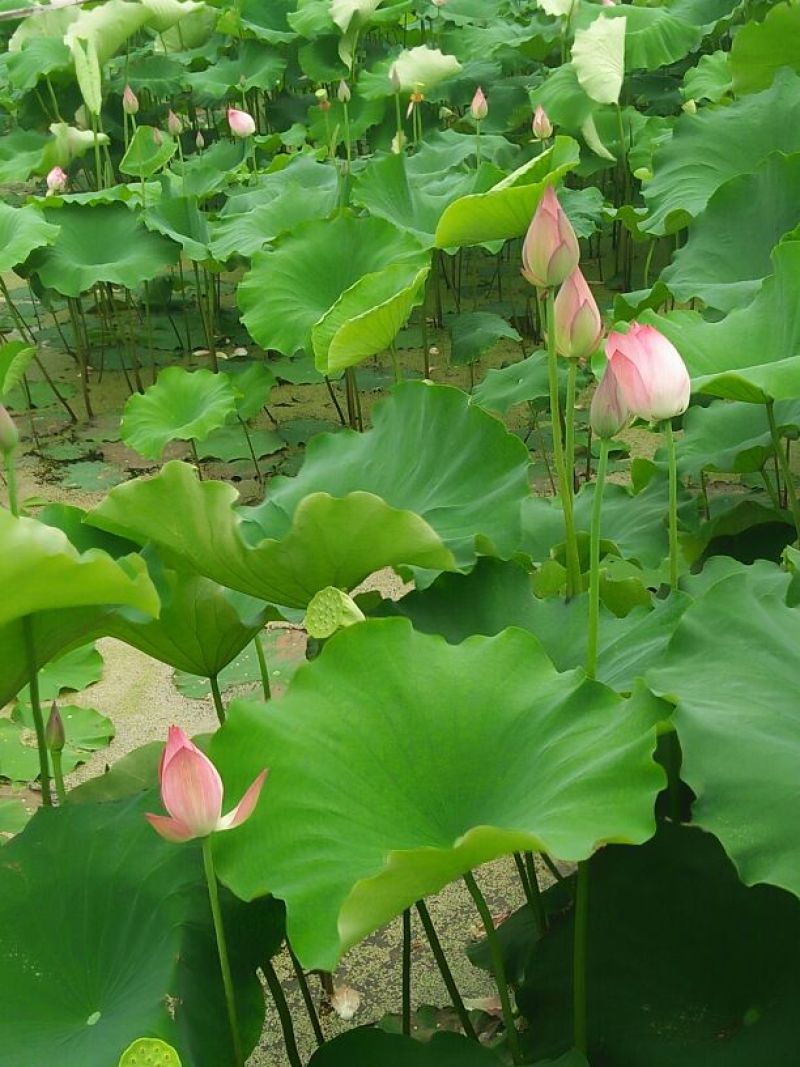 莲蓬8cm以上