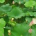 莲蓬8cm以上