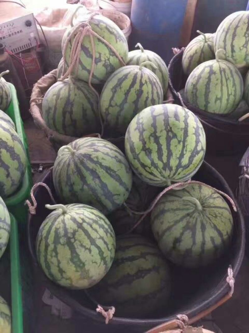 大量供应精品美都西瓜8斤打底9成熟1茬，