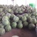大量供应精品美都西瓜8斤打底9成熟1茬，