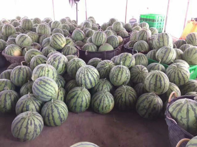 大量供应精品美都西瓜8斤打底9成熟1茬，