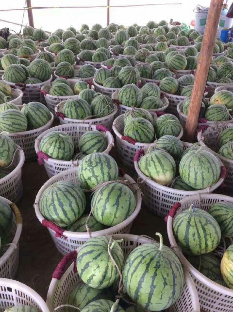 大量供应精品美都西瓜8斤打底9成熟1茬，