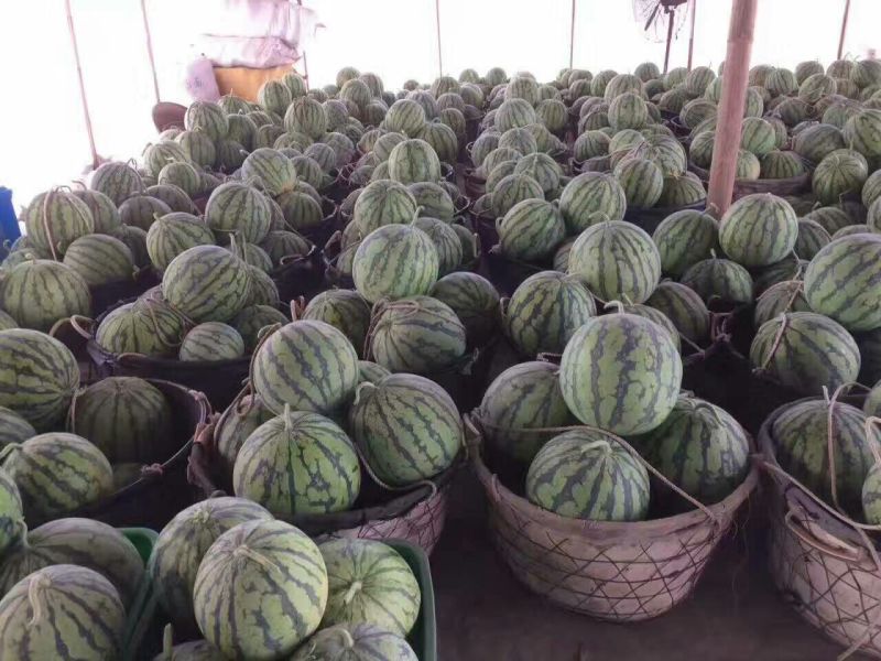 大量供应精品美都西瓜8斤打底9成熟1茬，