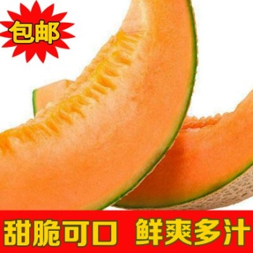 西州蜜瓜3斤以上椭圆形