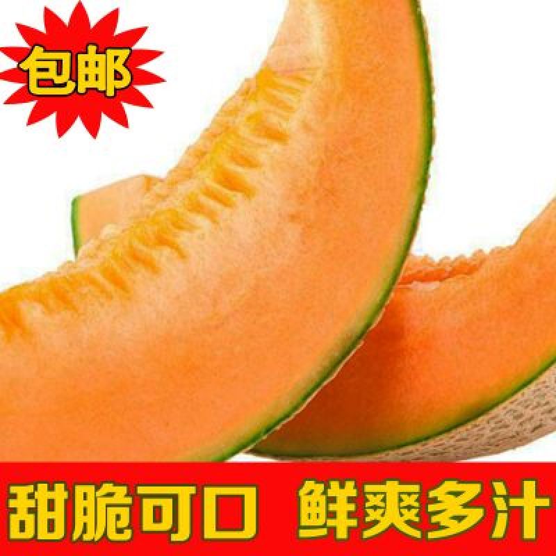 西州蜜瓜3斤以上椭圆形