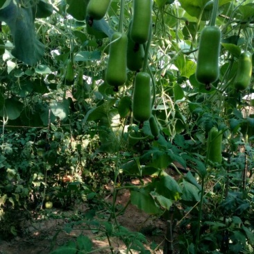 瓠瓜30~40cm8~10cm