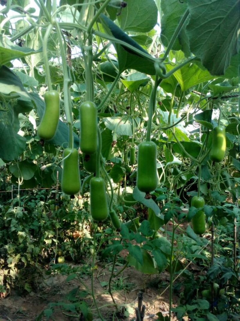 瓠瓜30~40cm8~10cm