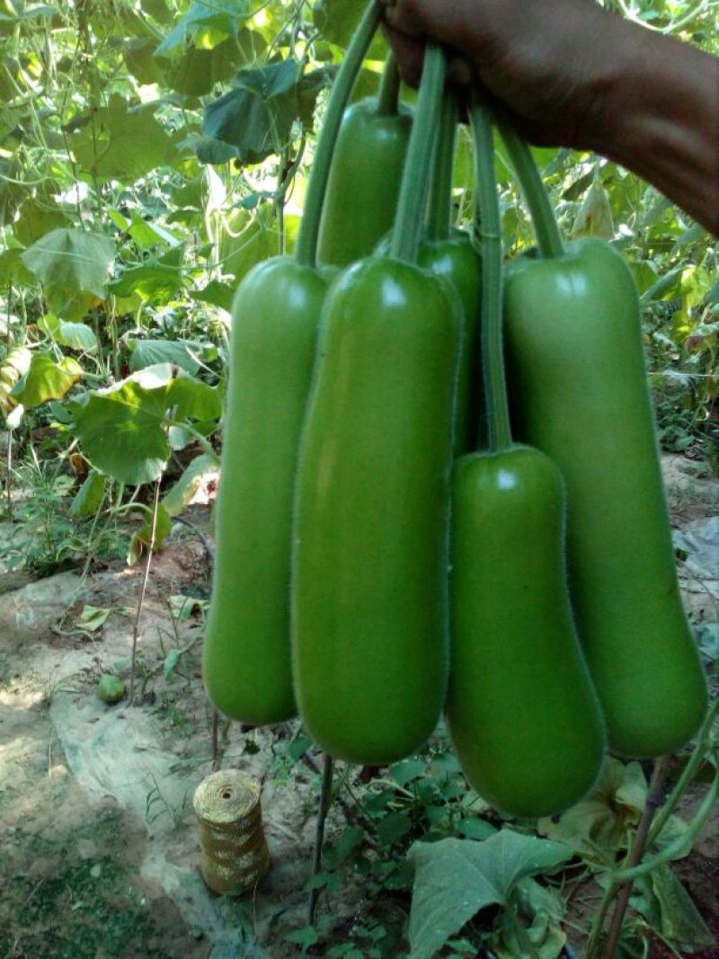 瓠瓜30~40cm8~10cm
