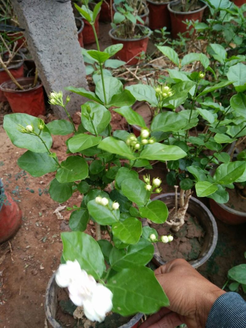 茉莉花花期长气味芬芳价格合理质量保证