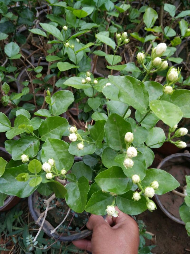 茉莉花花期长气味芬芳价格合理质量保证