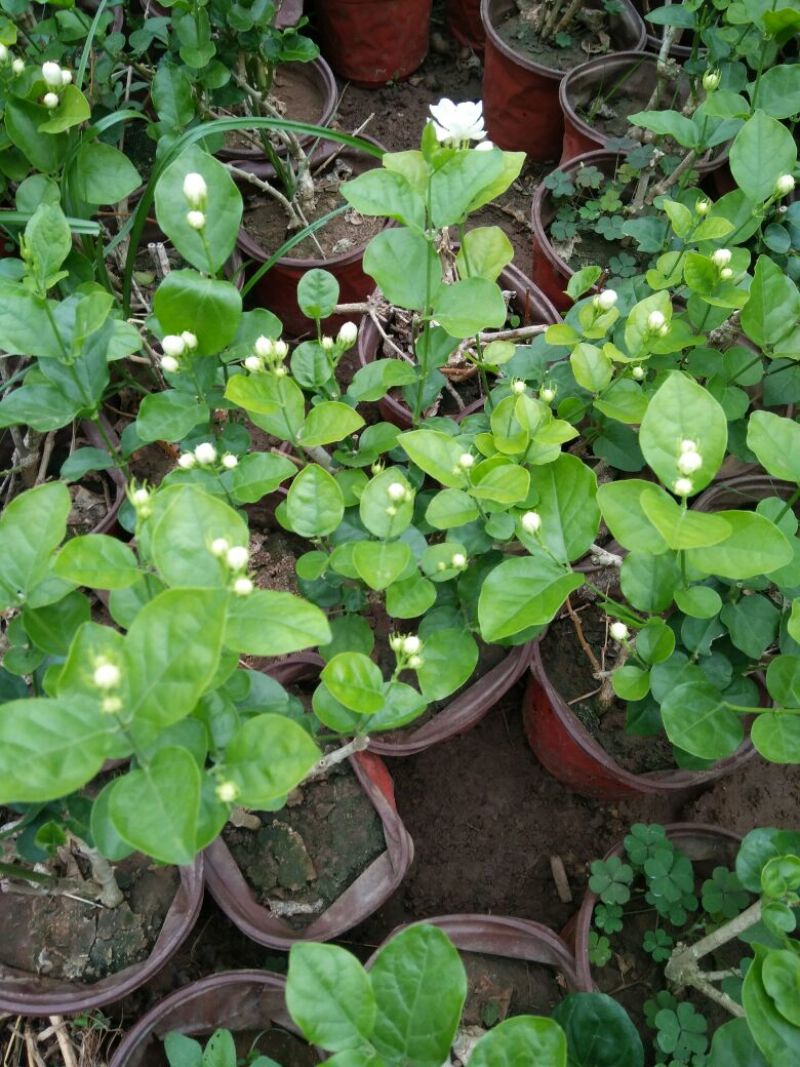 茉莉花花期长气味芬芳价格合理质量保证