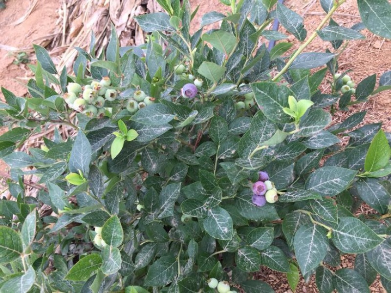 蓝丰蓝莓
