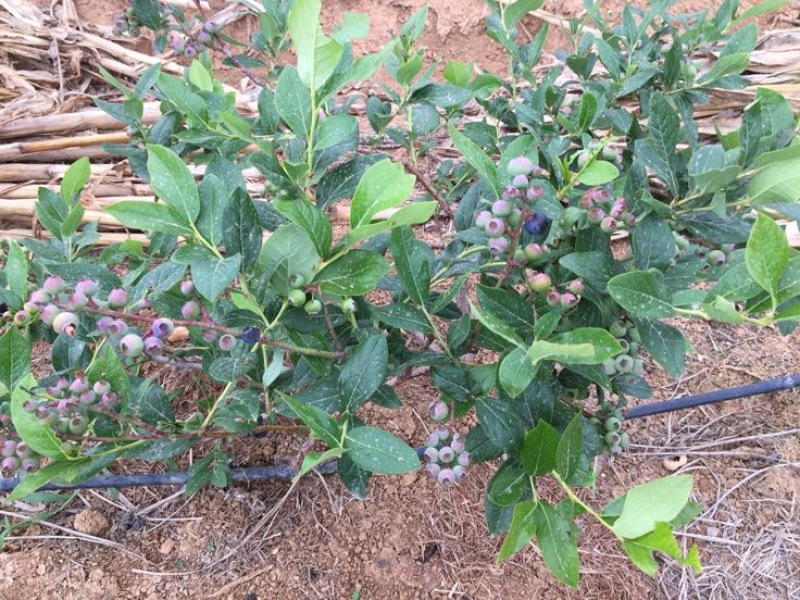 蓝丰蓝莓