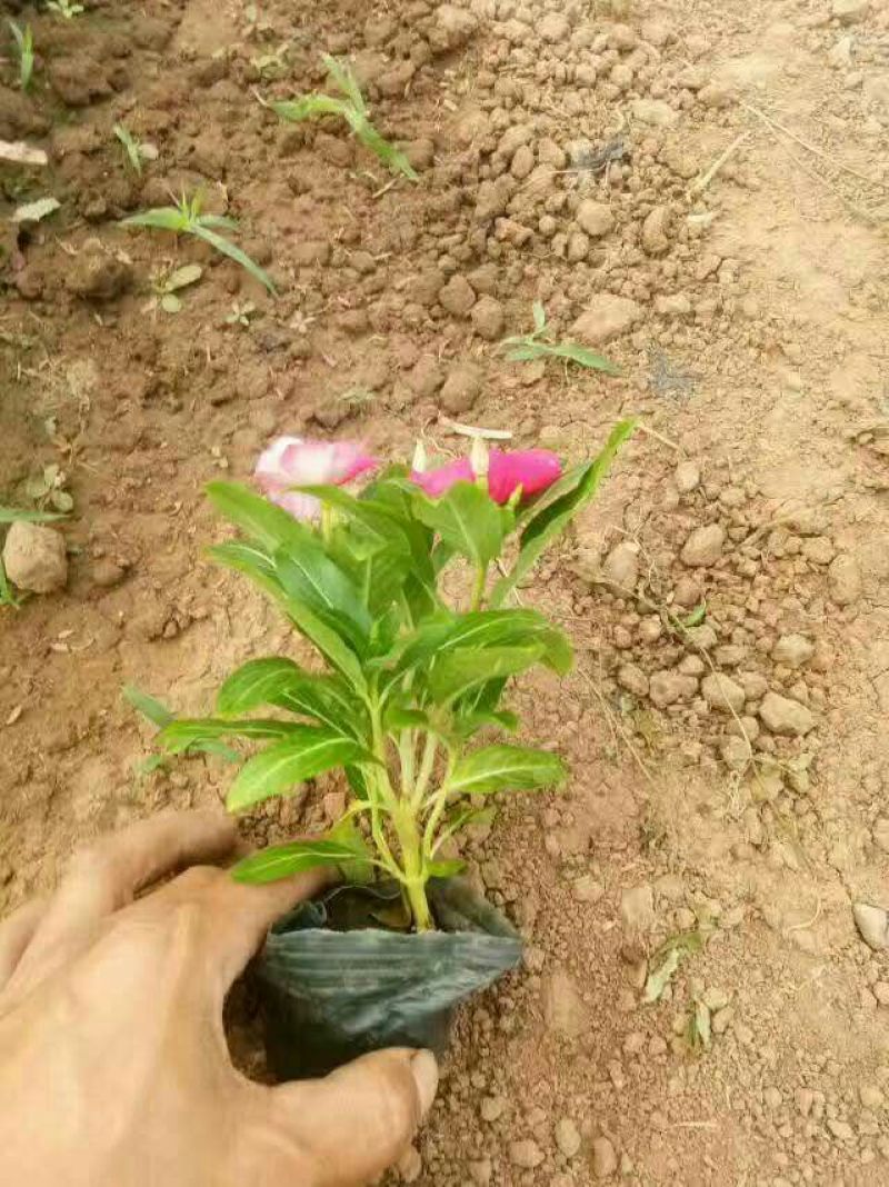 长春花（天天开）花期长颜色多好管理质量保证价格合理