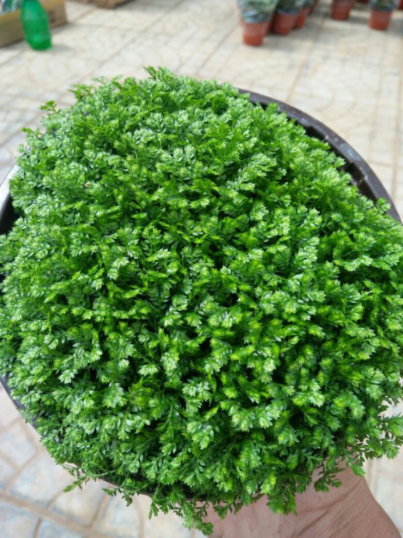 长春花（天天开）花期长颜色多好管理质量保证价格合理