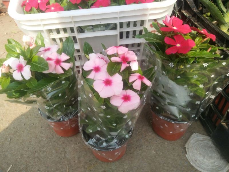 长春花（天天开）花期长颜色多好管理质量保证价格合理