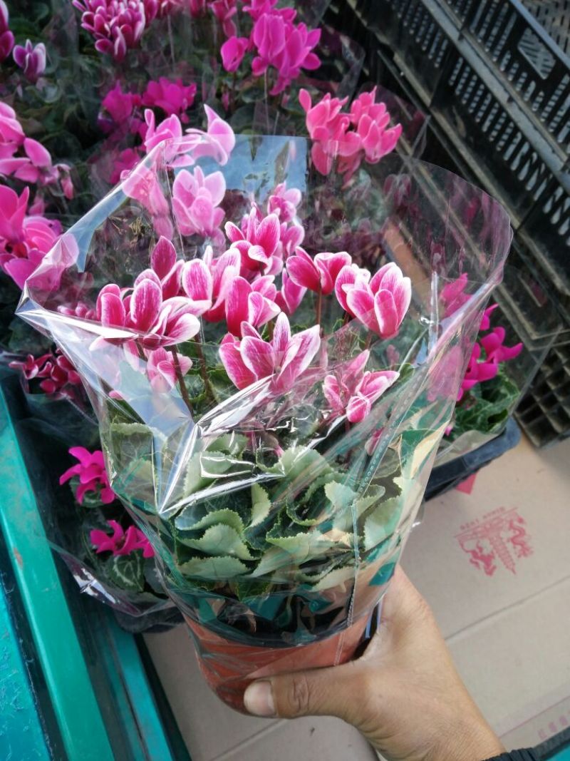 长春花（天天开）花期长颜色多好管理质量保证价格合理