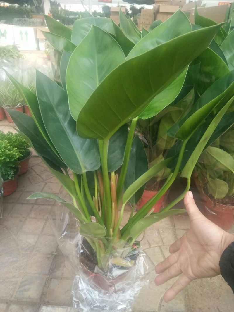 长春花（天天开）花期长颜色多好管理质量保证价格合理