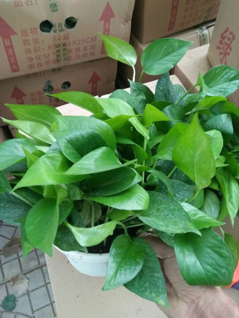 长春花（天天开）花期长颜色多好管理质量保证价格合理
