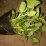 千屈菜盆花货源充足，价格便宜