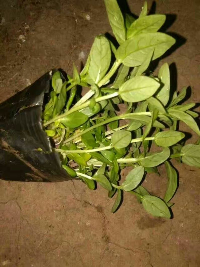 千屈菜盆花货源充足，价格便宜