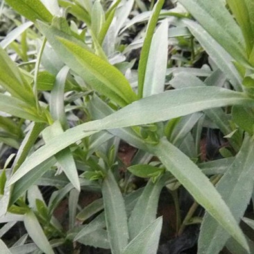 千屈菜盆花货源充足，价格便宜