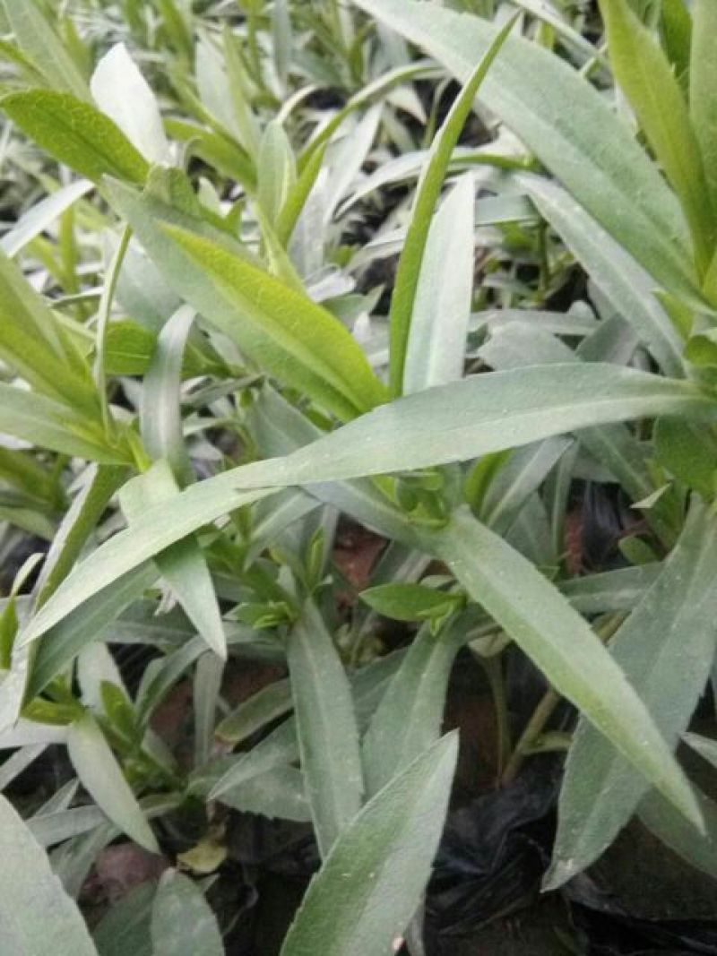 千屈菜盆花货源充足，价格便宜
