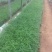 千屈菜盆花货源充足，价格便宜