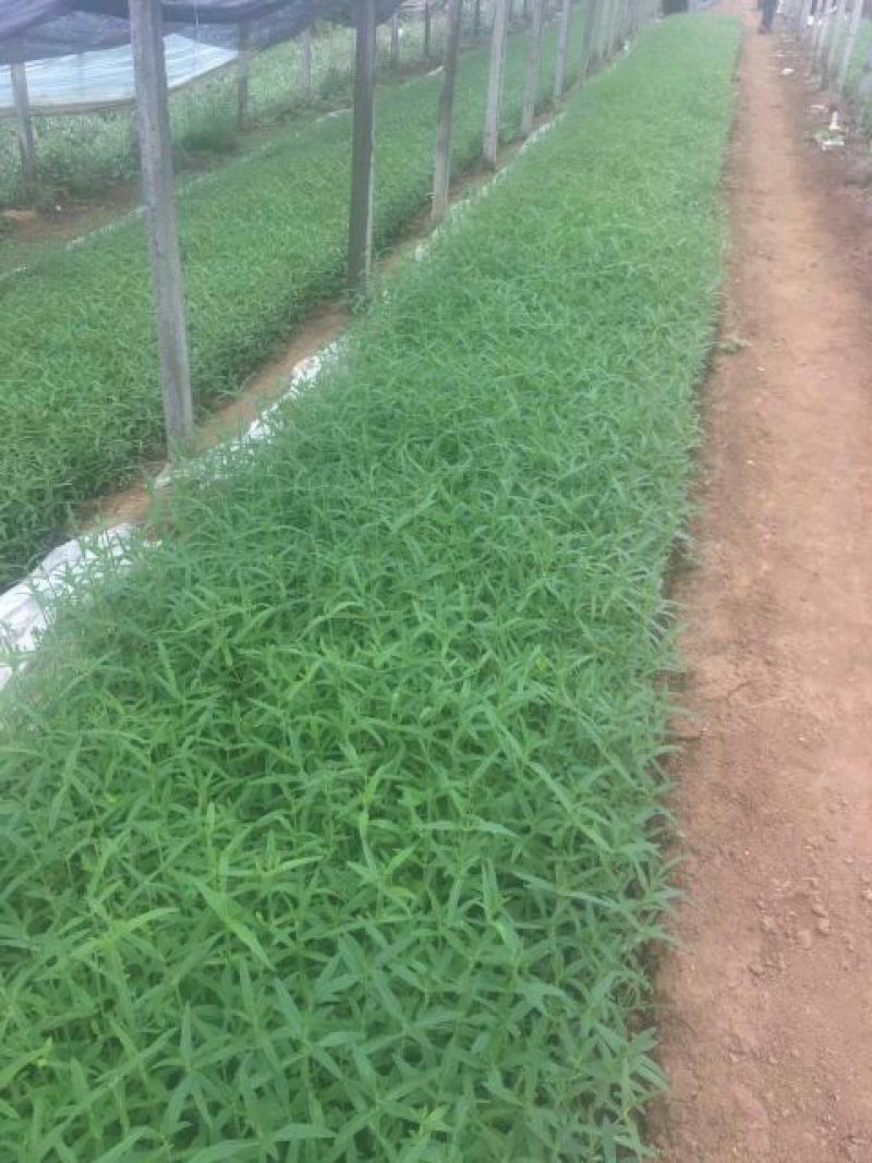 千屈菜盆花货源充足，价格便宜