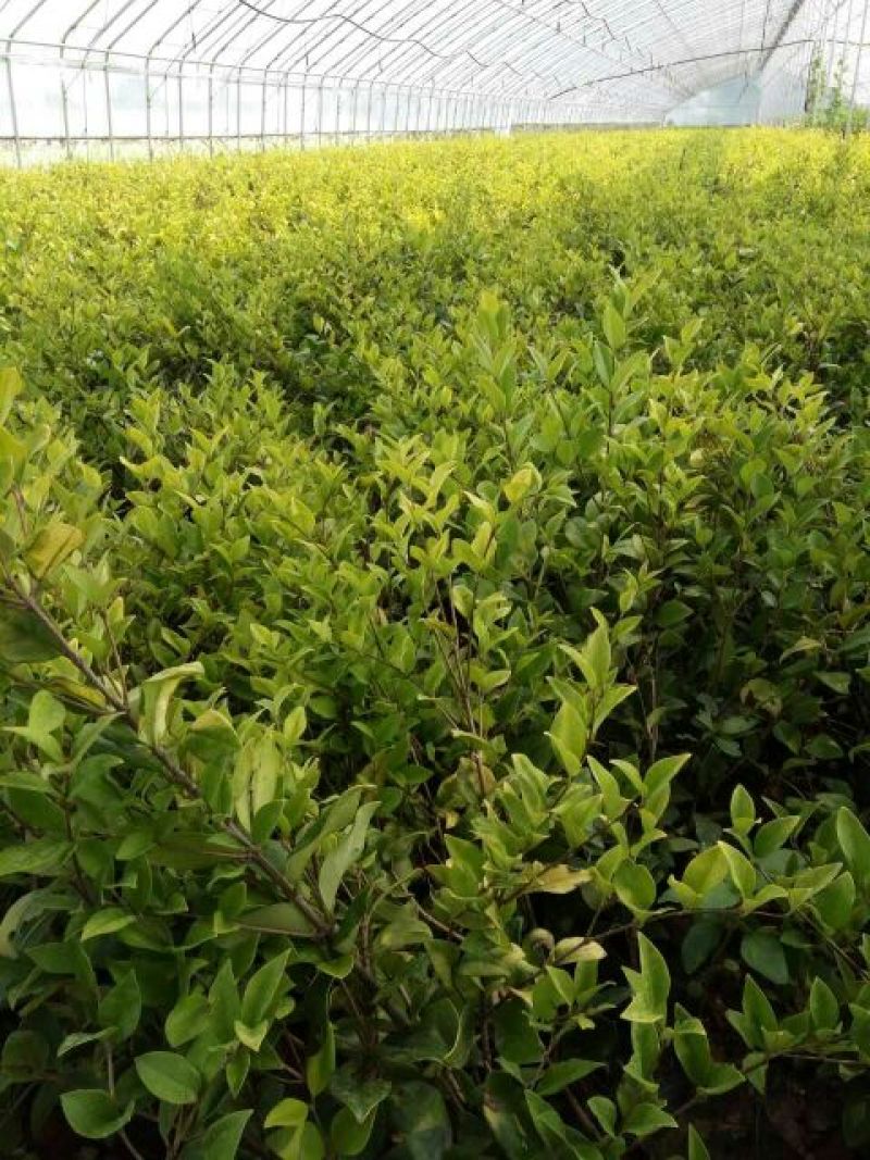 千屈菜盆花货源充足，价格便宜