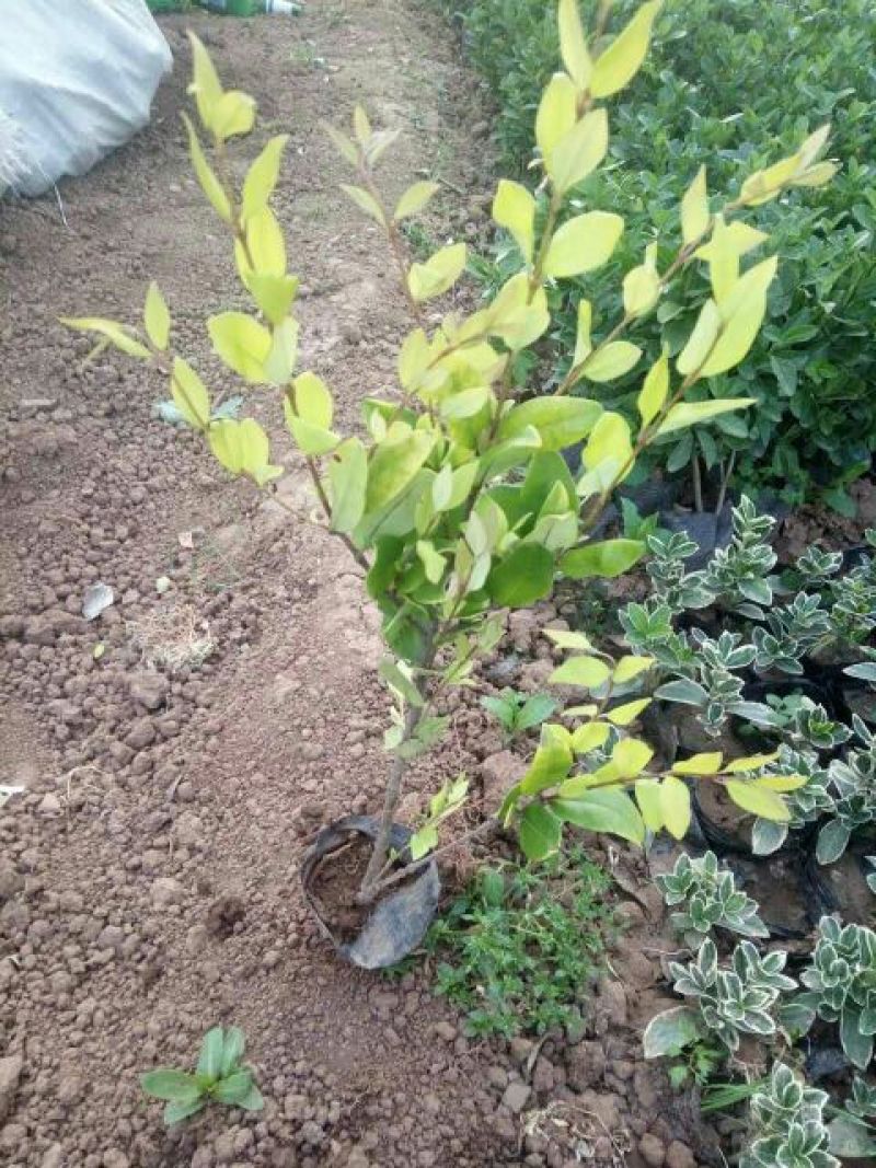 千屈菜盆花货源充足，价格便宜