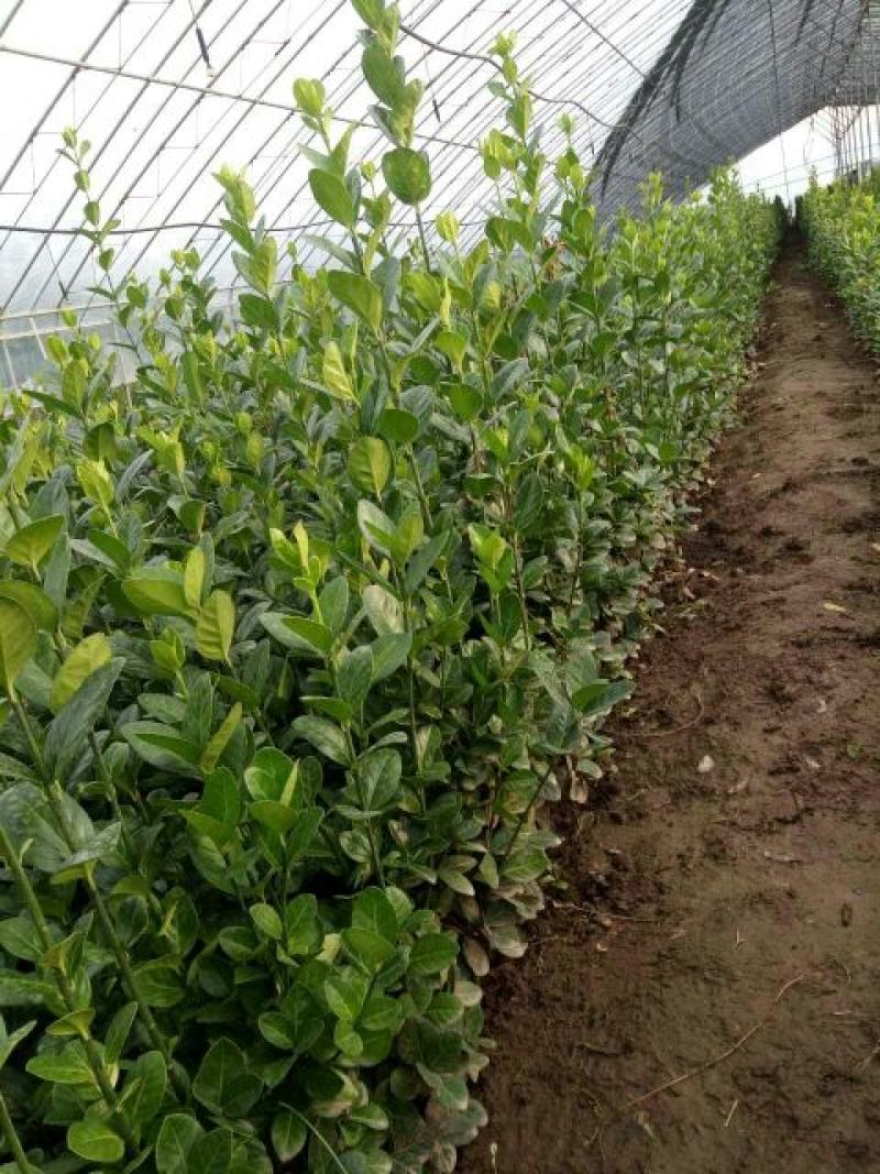 千屈菜盆花货源充足，价格便宜