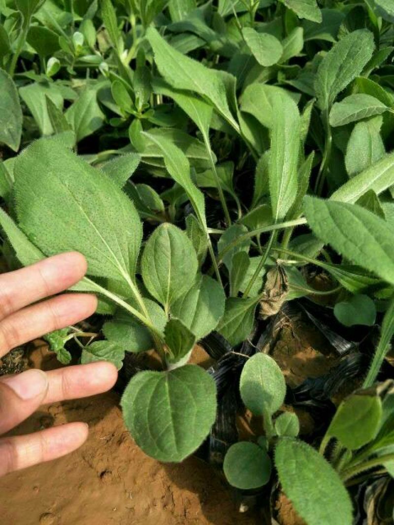 千屈菜盆花货源充足，价格便宜