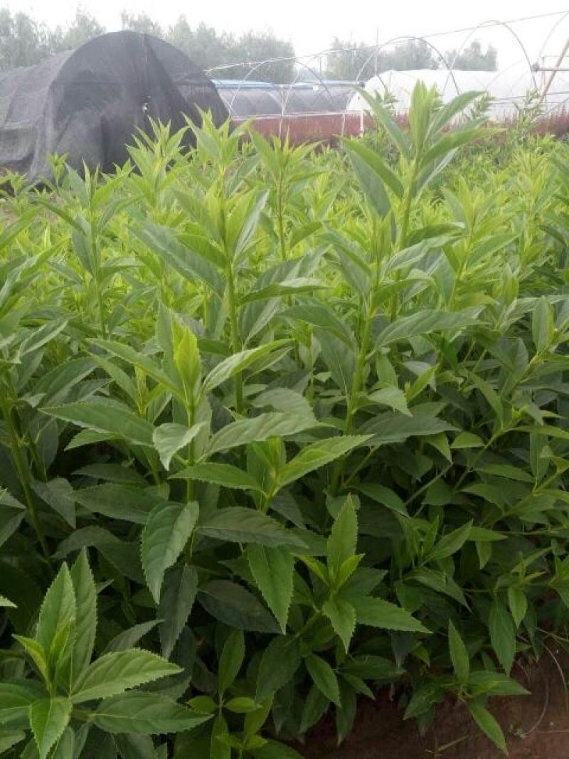 千屈菜盆花货源充足，价格便宜