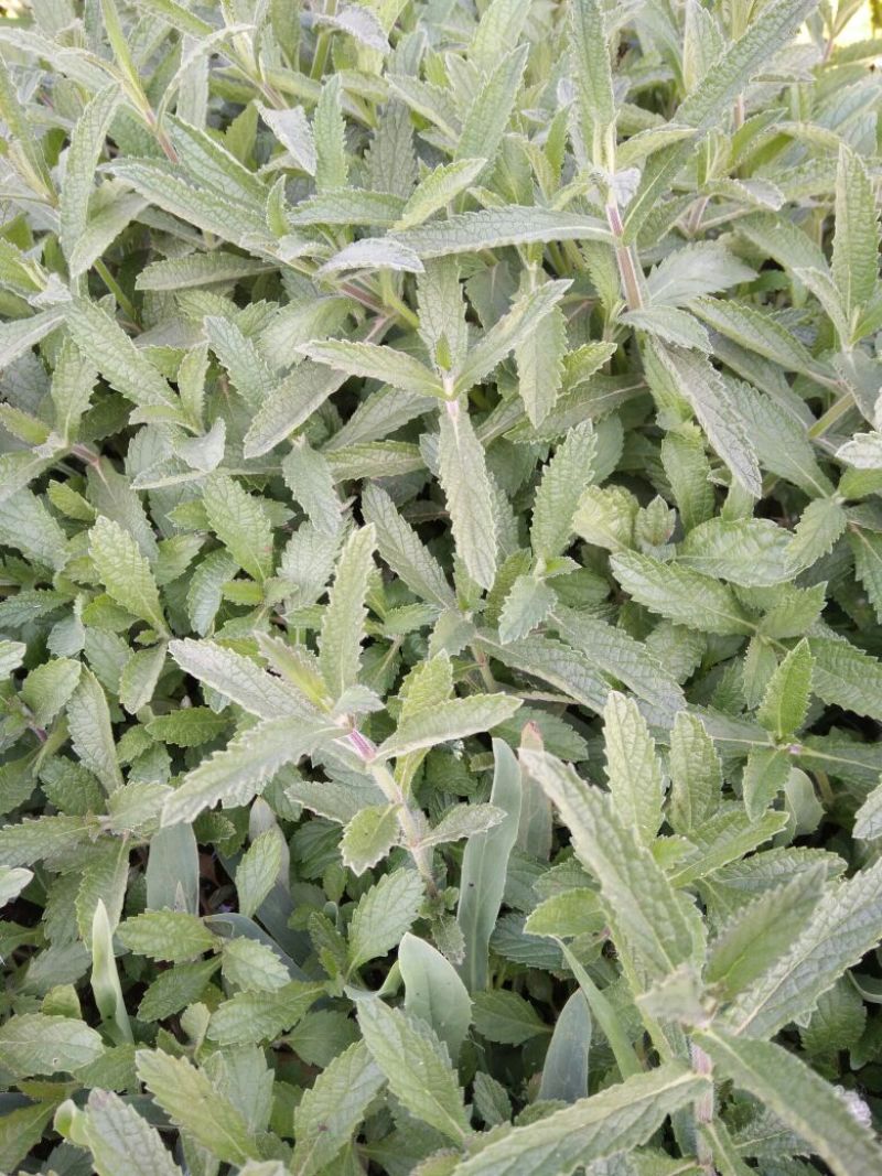 千屈菜盆花货源充足，价格便宜