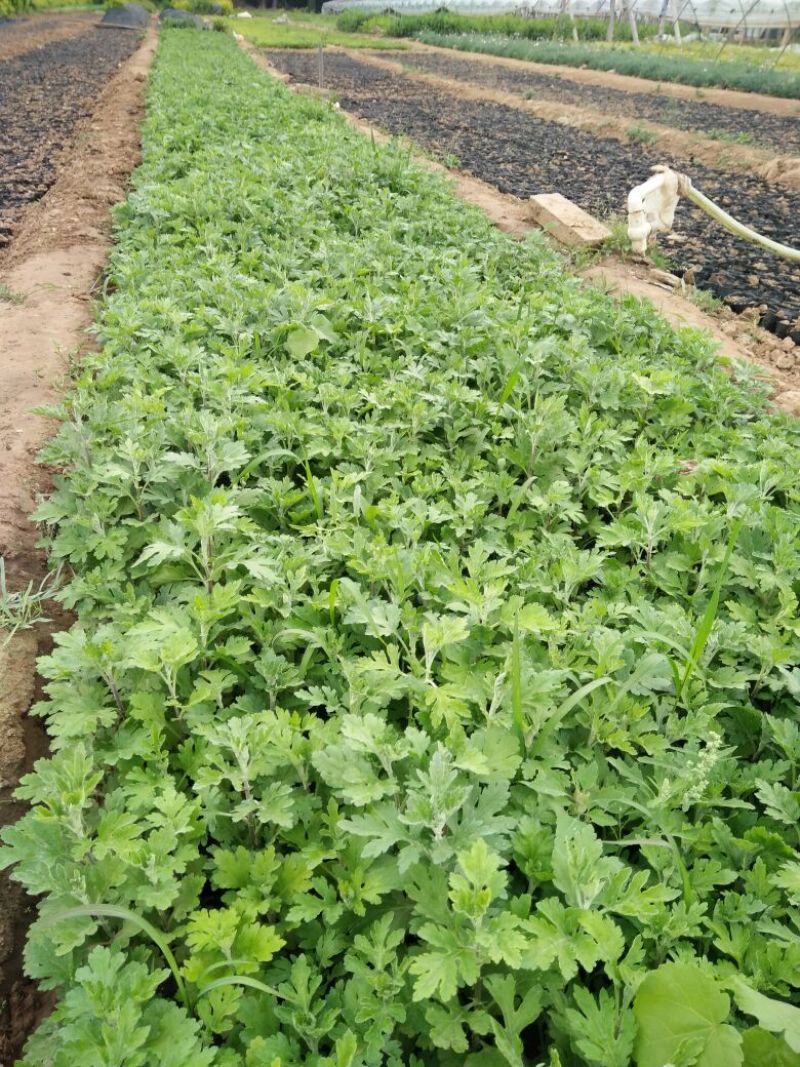千屈菜盆花货源充足，价格便宜
