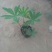 千屈菜盆花货源充足，价格便宜