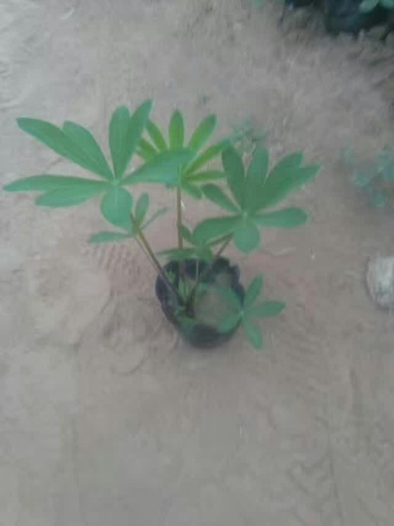 千屈菜盆花货源充足，价格便宜