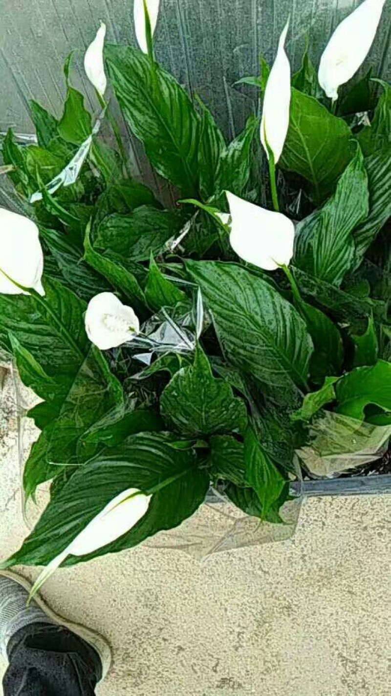 香水百合，亚百花期长香味芬芳规格齐全价格合理发货及时