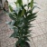 香水百合，亚百花期长香味芬芳规格齐全价格合理发货及时
