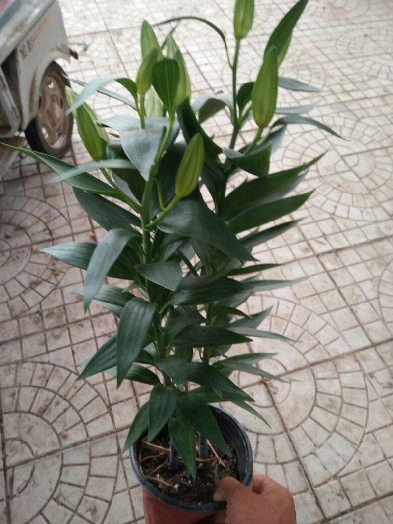 香水百合，亚百花期长香味芬芳规格齐全价格合理发货及时