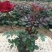 香水百合，亚百花期长香味芬芳规格齐全价格合理发货及时