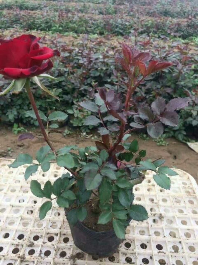 香水百合，亚百花期长香味芬芳规格齐全价格合理发货及时