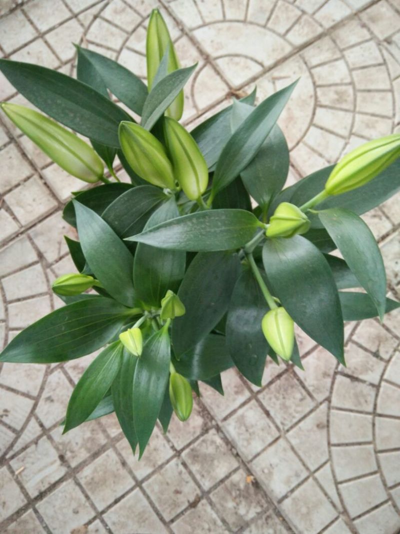 香水百合，亚百花期长香味芬芳规格齐全价格合理发货及时