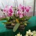 香水百合，亚百花期长香味芬芳规格齐全价格合理发货及时