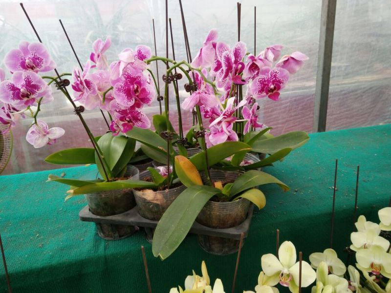 香水百合，亚百花期长香味芬芳规格齐全价格合理发货及时