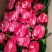 香水百合，亚百花期长香味芬芳规格齐全价格合理发货及时