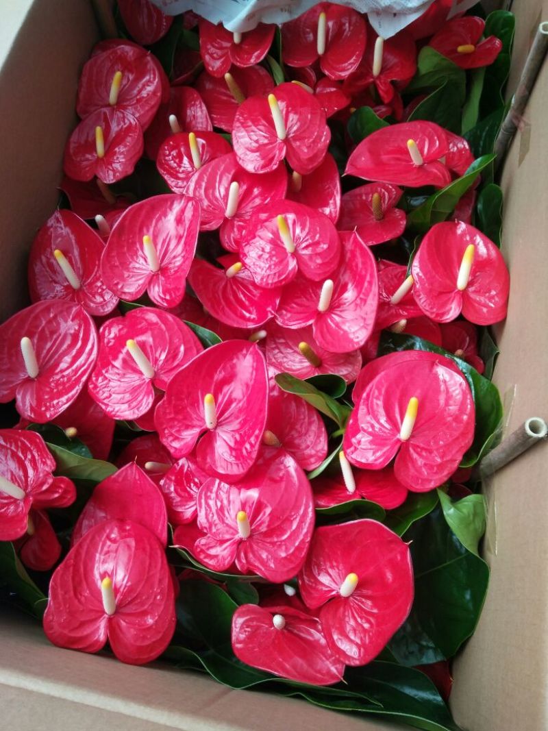 香水百合，亚百花期长香味芬芳规格齐全价格合理发货及时